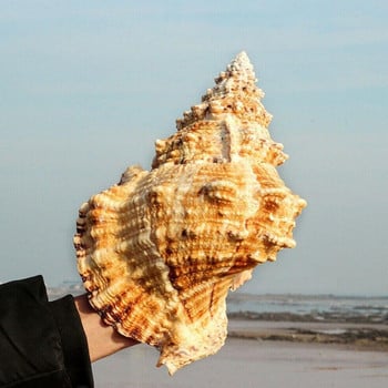 Big Conch Shell Furnishing Marine Decoration Sea Conch Φυσικά στολίδια Shell Wedding Festival Decoration Party Υπέροχο δώρο