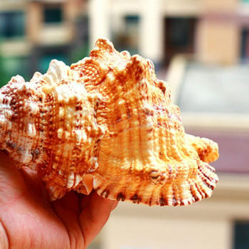 Big Conch Shell Furnishing Marine Decoration Sea Conch Φυσικά στολίδια Shell Wedding Festival Decoration Party Υπέροχο δώρο