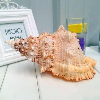 Big Conch Shell Furnishing Marine Decoration Sea Conch Φυσικά στολίδια Shell Wedding Festival Decoration Party Υπέροχο δώρο