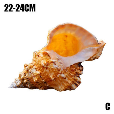 Didelės kriauklytės baldai Jūrų dekoravimas Jūros kriauklė Natūralūs papuošalai Vestuvių festivalio vakarėlio dekoravimas Puiki dovana