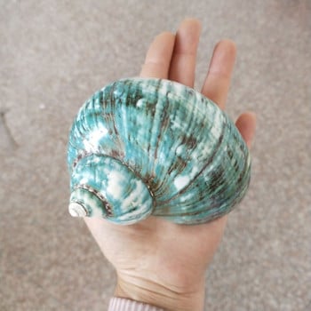 New Sea Snail Natural Super Large Conch Shell Craft Διακόσμηση σπιτιού Turbo cornulus Διακοσμητικά γλάστρας Crafts συλλογή με πράσινες βίδες