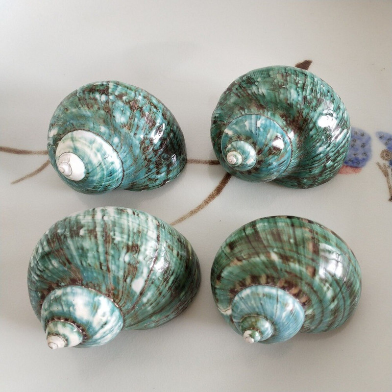 Nový morský slimák, prírodný, super veľký, lastúra, remeslo, domáca dekorácia, Turbo cornulus, ozdoby na kvetináče, remeslá, zelená kolekcia skrutiek.