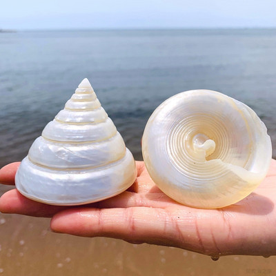 Λευκή κόγχη Φυσικό κέλυφος Conch Ice Tower Σπίτι Γάμος Έπιπλα Κομμάτια Διακόσμηση Δεξαμενής Ψαριών Θαλασσογραφία Δείγματα χειροτεχνίας