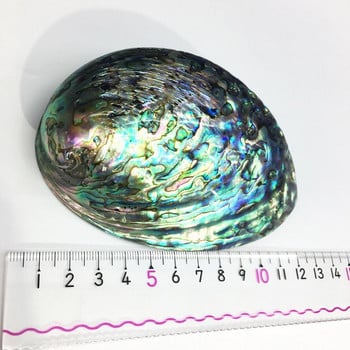 9-12cm Μεγάλο Rainbow Abalone Shell Charm Beach Seashell Car Διακόσμηση σπιτιού γραφείου Φυσικό κοχύλι Όμορφη πολύχρωμη θάλασσα