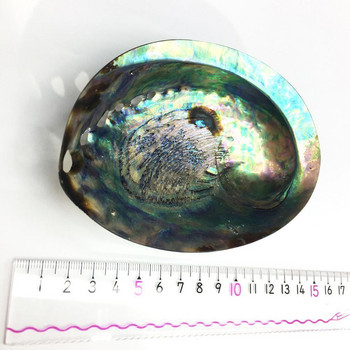 9-12cm Μεγάλο Rainbow Abalone Shell Charm Beach Seashell Car Διακόσμηση σπιτιού γραφείου Φυσικό κοχύλι Όμορφη πολύχρωμη θάλασσα