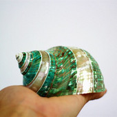 Cochilie, Conch, coral, melc turban verde decojit, decorare acvariu, cadou de colectare de specimene de melc