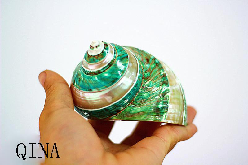 Cochilie, Conch, coral, melc turban verde decojit, decorare acvariu, cadou de colectare de specimene de melc