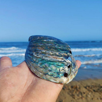 11-13cm Μεγάλο Rainbow Abalone Shell Charm Beach Seashell Car Διακόσμηση σπιτιού γραφείου Φυσικό κοχύλι Όμορφη πολύχρωμη θάλασσα