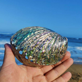 11-13cm Μεγάλο Rainbow Abalone Shell Charm Beach Seashell Car Διακόσμηση σπιτιού γραφείου Φυσικό κοχύλι Όμορφη πολύχρωμη θάλασσα