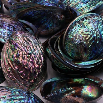 11-13cm Μεγάλο Rainbow Abalone Shell Charm Beach Seashell Car Διακόσμηση σπιτιού γραφείου Φυσικό κοχύλι Όμορφη πολύχρωμη θάλασσα