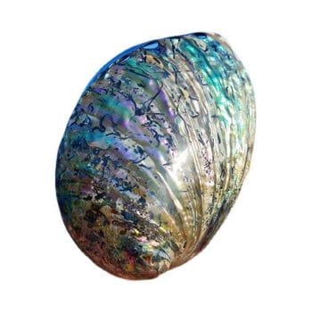 11-13cm Μεγάλο Rainbow Abalone Shell Charm Beach Seashell Car Διακόσμηση σπιτιού γραφείου Φυσικό κοχύλι Όμορφη πολύχρωμη θάλασσα