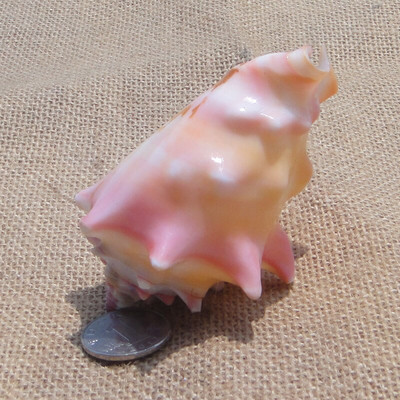 Rară carapace naturală colorată curcubeu unghi conca platformă melc rezervor de pește cadou de nuntă jucărie pentru copii mediteraneană