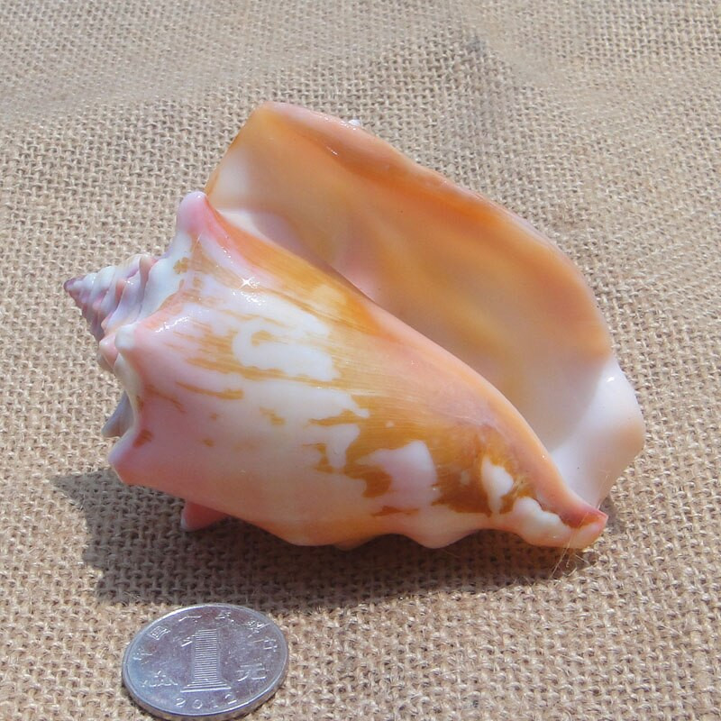 Rară carapace naturală colorată curcubeu unghi conca platformă melc rezervor de pește cadou de nuntă jucărie pentru copii mediteraneană