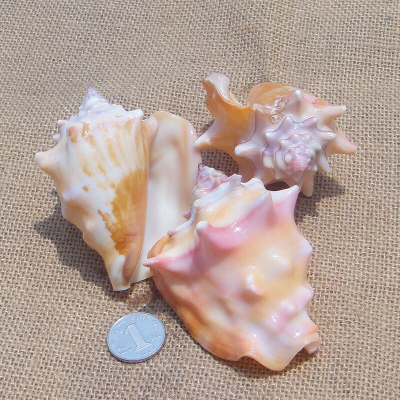 Rară carapace naturală colorată curcubeu unghi conca platformă melc rezervor de pește cadou de nuntă jucărie pentru copii mediteraneană