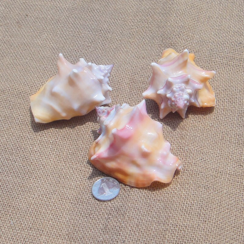 Rară carapace naturală colorată curcubeu unghi conca platformă melc rezervor de pește cadou de nuntă jucărie pentru copii mediteraneană