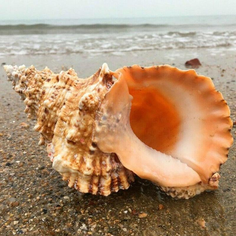 Natūralūs kriauklės kriauklės Koralų jūros sraigių rezervuaro namų puošmena