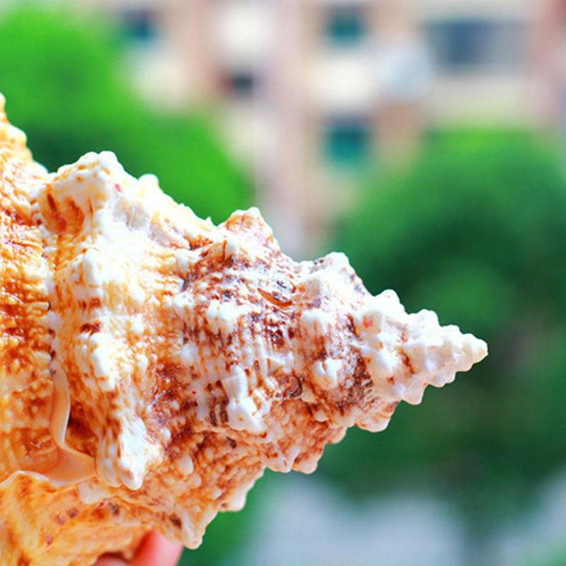 Natūralūs kriauklės kriauklės Koralų jūros sraigių rezervuaro namų puošmena