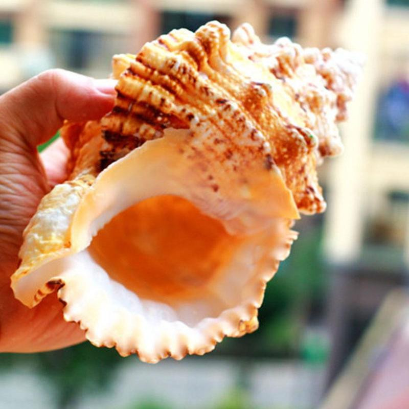 Natūralūs kriauklės kriauklės Koralų jūros sraigių rezervuaro namų puošmena