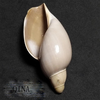 Рядка раковина, една и единствена 7-12 cm Dongsha Valley Rice Conch Collection декорация за дома