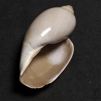 Рядка раковина, една и единствена 7-12 cm Dongsha Valley Rice Conch Collection декорация за дома