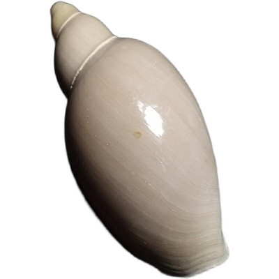 Σπάνια Conch, One and Only 7-12 cm Dongsha Valley Rice Conch Collection διακόσμηση σπιτιού