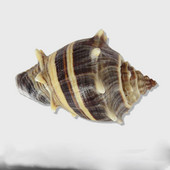 Cochilii de crab pustnic Cochilii Conchii parfumate Colectia Cadou Decoratiuni pentru casa