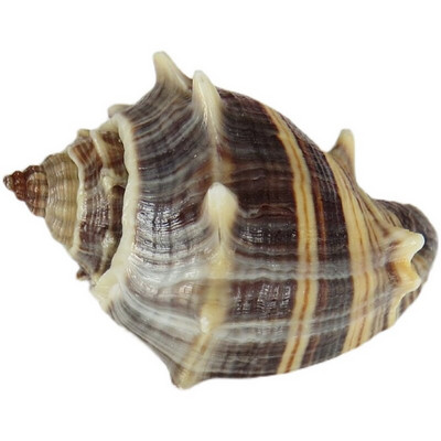 Cochilii de crab pustnic Cochilii Conchii parfumate Colectia Cadou Decoratiuni pentru casa