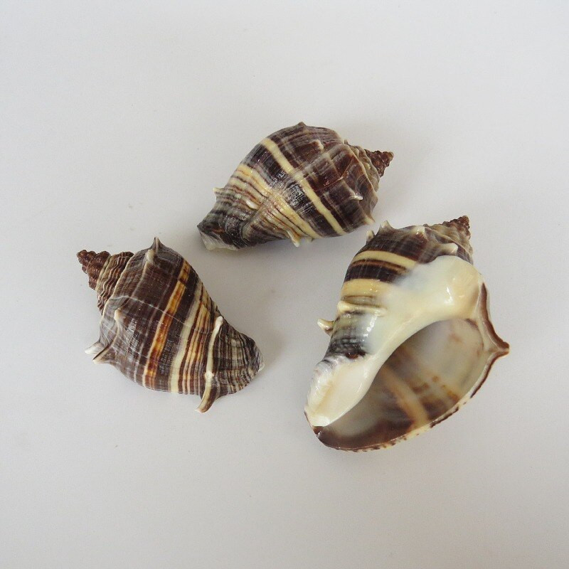 Cochilii de crab pustnic Cochilii Conchii parfumate Colectia Cadou Decoratiuni pentru casa