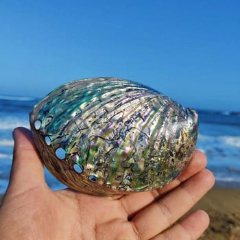 11-13 см Голяма дъга Abalone Charm Beach Sea Красив офис Море Естествена цветна декорация на кола House Seashel O8v4