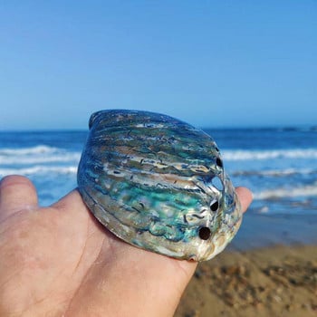 11-13 см Голяма дъга Abalone Charm Beach Sea Красив офис Море Естествена цветна декорация на кола House Seashel O8v4