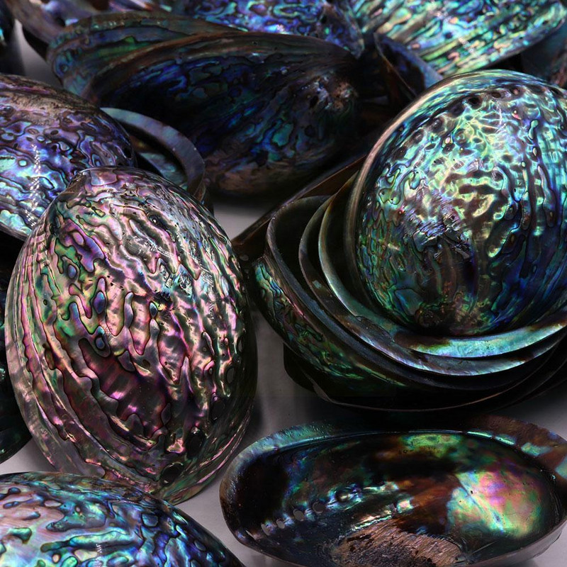 11-13 cm didelė vaivorykštė abalone žavesio paplūdimys jūra Graži biuro jūra Natūrali spalvinga automobilio puošmena namas Seashhel O8v4