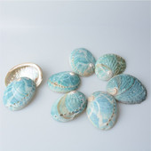 Australian Green Abalone Abalone Shell 8-10CM Salvie Burning Shell Shell Abalone Conch Fish Tank Ornamente pentru acvariu