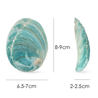 Australsko zeleno uho Abalone Shell 8-10CM Kadulja goruća školjka Abalone Shell Conch Fish Tank Ukrasi za akvarij
