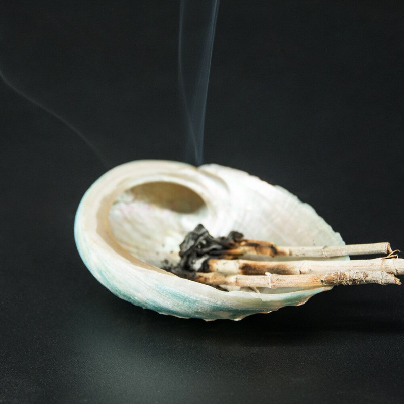 Australian Green Abalone Abalone Shell 8-10CM Salvie Burning Shell Shell Abalone Conch Fish Tank Ornamente pentru acvariu