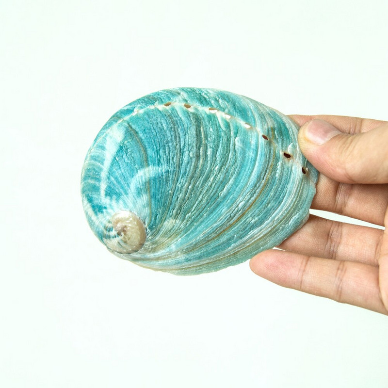 Australian Green Abalone Abalone Shell 8-10CM Salvie Burning Shell Shell Abalone Conch Fish Tank Ornamente pentru acvariu