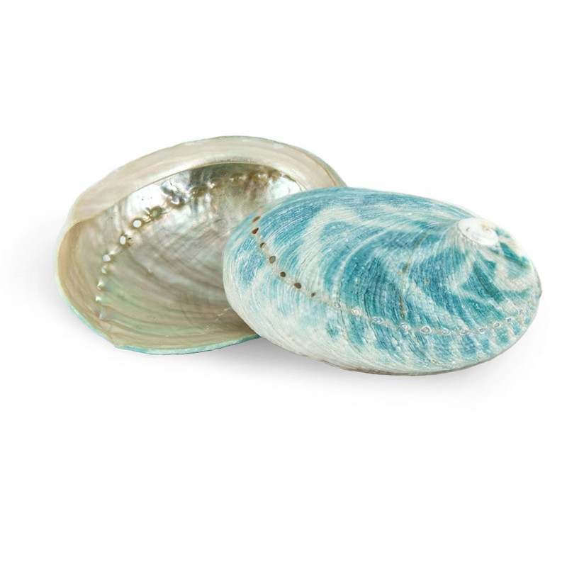 Australian Green Abalone Abalone Shell 8-10CM Salvie Burning Shell Shell Abalone Conch Fish Tank Ornamente pentru acvariu