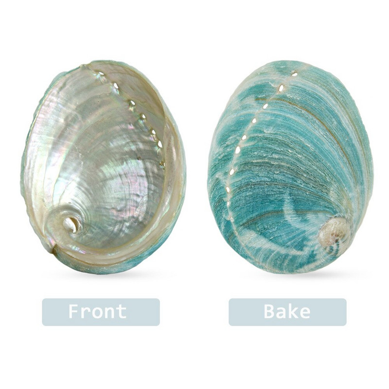 Australian Green Abalone Abalone Shell 8-10CM Salvie Burning Shell Shell Abalone Conch Fish Tank Ornamente pentru acvariu