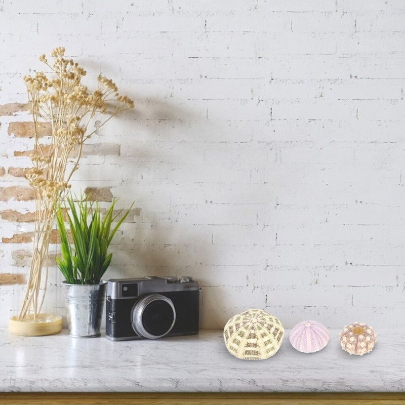 Jūros ežių kriauklės sodinamosios kriauklės oro vazono akvariumo laikiklis žuvų bako kriauklių dekoras Pakabinamas mini kabykla Tillandsia dekoratyvinis