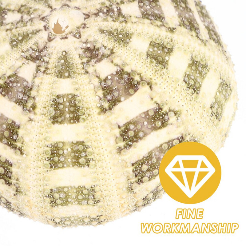 Jūros ežių kriauklės sodinamosios kriauklės oro vazono akvariumo laikiklis žuvų bako kriauklių dekoras Pakabinamas mini kabykla Tillandsia dekoratyvinis