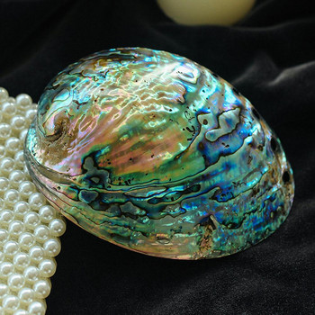 Abalone Shell Natural Polished Craft Conch Διακόσμηση σπιτιού Μεγάλο Φωτεινό Πράσινο Λευκό Ενυδρείο Εξωραϊσμός Γάμος Τοπίο Διακόσμηση