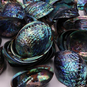 Abalone Shell Natural Polished Craft Conch Διακόσμηση σπιτιού Μεγάλο Φωτεινό Πράσινο Λευκό Ενυδρείο Εξωραϊσμός Γάμος Τοπίο Διακόσμηση