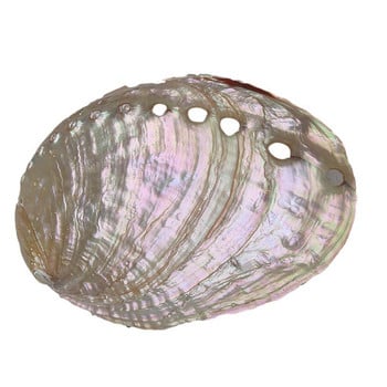 Abalone Shell Natural Polished Craft Conch Διακόσμηση σπιτιού Μεγάλο Φωτεινό Πράσινο Λευκό Ενυδρείο Εξωραϊσμός Γάμος Τοπίο Διακόσμηση