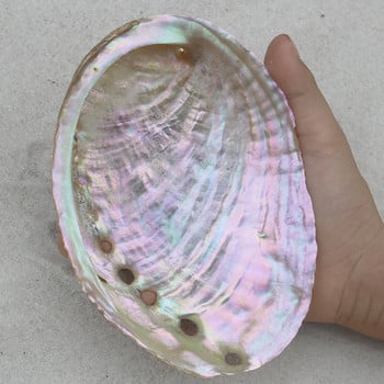 Abalone Shell Natural Polished Craft Conch Διακόσμηση σπιτιού Μεγάλο Φωτεινό Πράσινο Λευκό Ενυδρείο Εξωραϊσμός Γάμος Τοπίο Διακόσμηση