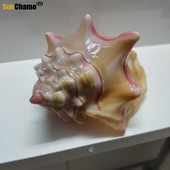 Természetes kagylóhéj Rouge csiga Ajándék Esküvői Otthoni dekoráció Akvárium Tájkép Kézművesség Példányok Díszek Kreatív Hajózási