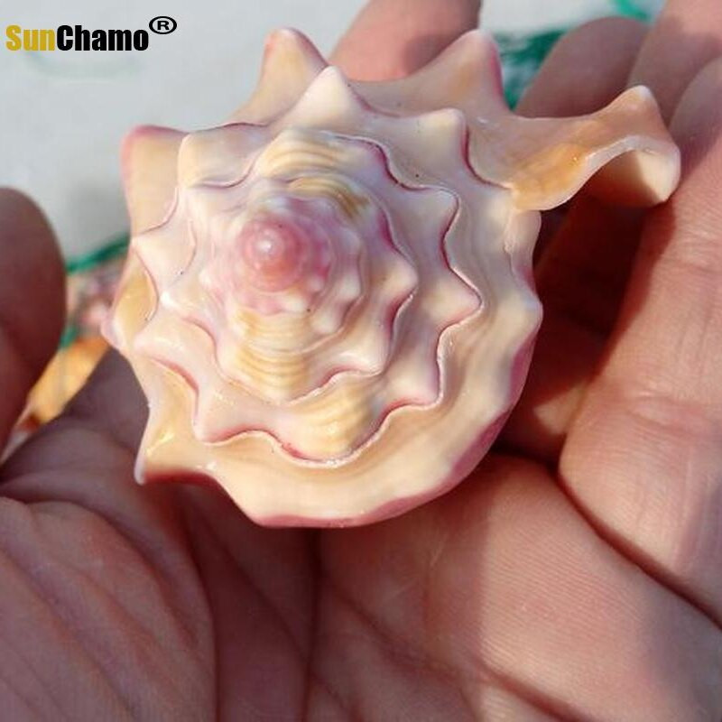 Természetes kagylóhéj Rouge csiga Ajándék Esküvői Otthoni dekoráció Akvárium Tájkép Kézművesség Példányok Díszek Kreatív Hajózási