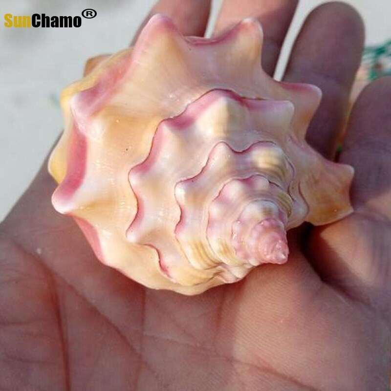 Természetes kagylóhéj Rouge csiga Ajándék Esküvői Otthoni dekoráció Akvárium Tájkép Kézművesség Példányok Díszek Kreatív Hajózási