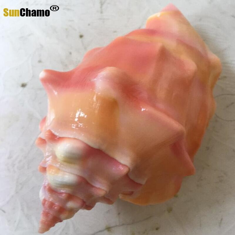 Természetes kagylóhéj Rouge csiga Ajándék Esküvői Otthoni dekoráció Akvárium Tájkép Kézművesség Példányok Díszek Kreatív Hajózási