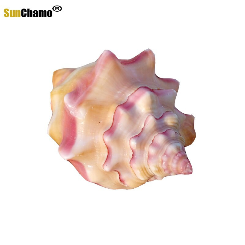 Természetes kagylóhéj Rouge csiga Ajándék Esküvői Otthoni dekoráció Akvárium Tájkép Kézművesség Példányok Díszek Kreatív Hajózási