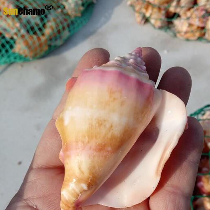 Természetes kagylóhéj Rouge csiga Ajándék Esküvői Otthoni dekoráció Akvárium Tájkép Kézművesség Példányok Díszek Kreatív Hajózási