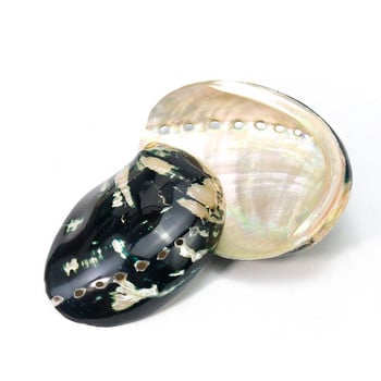 Φυσική Νέα Ζηλανδία Μαύρος Χρυσός Abalone Shell Smooth Luster Scallop Seashell Ναυτικό δείγμα Altar Divination Aquarium Decor